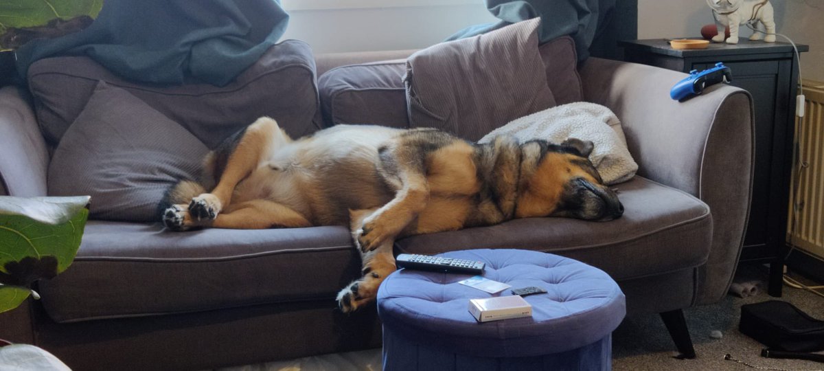 rawr_its_char's tweet photo. @RadioX Loki being a very chilled out boy as he works from home in Portsmouth. 

Loki the rottie x husky https://t.co/ySmlV373NK