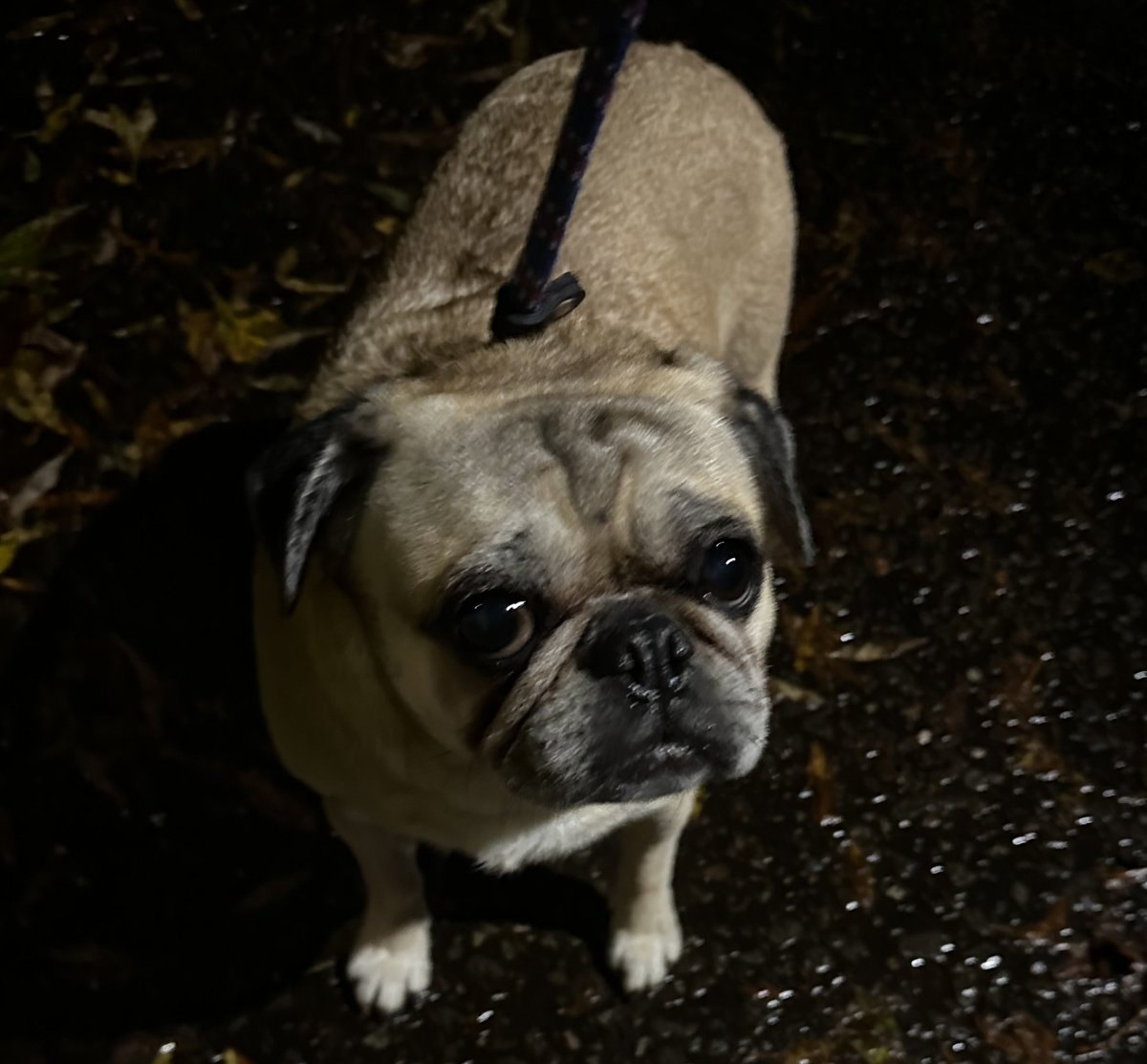 AdoptionsUk's tweet photo. Please retweet to HELP FIND THE OWNER OF THIS STRAY DOG FOUND #NORTHOLT #EALING #LONDON  Female Pug, adult, chip not registered. Now in a council pound, she could be missing or stolen from another region. 
DETAILS 👇 
https://t.co/SnSPMkIxg2 for adoption, proof of ownership required.  
If any rescue can help please contact SDK in the link, her 7 days are nearly up.  
#dogs #Pugs #AdoptDontShop #rescuedogs