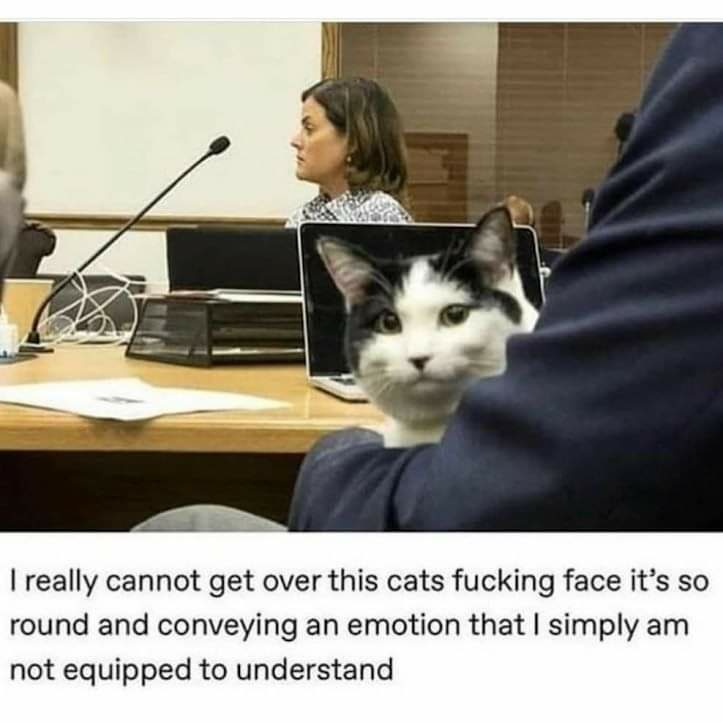 CATBRAINCELL's tweet image. 