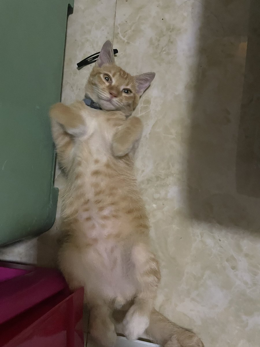 ScreenGibberish's tweet photo. @Yoda4ever i am super jealous�� i have two cats and not one of them love me 😭 https://t.co/EimyalxWHg