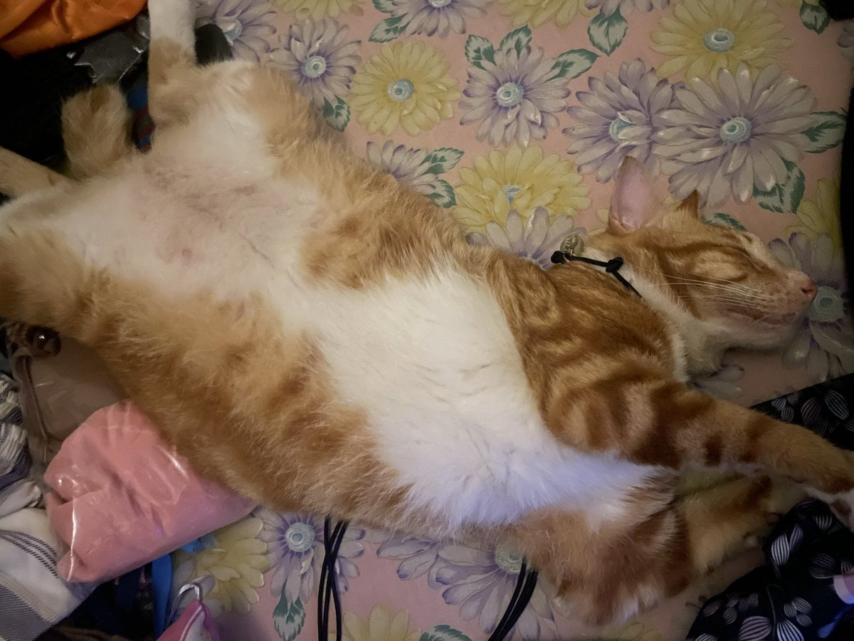 ScreenGibberish's tweet photo. @Yoda4ever i am super jealous�� i have two cats and not one of them love me 😭 https://t.co/EimyalxWHg