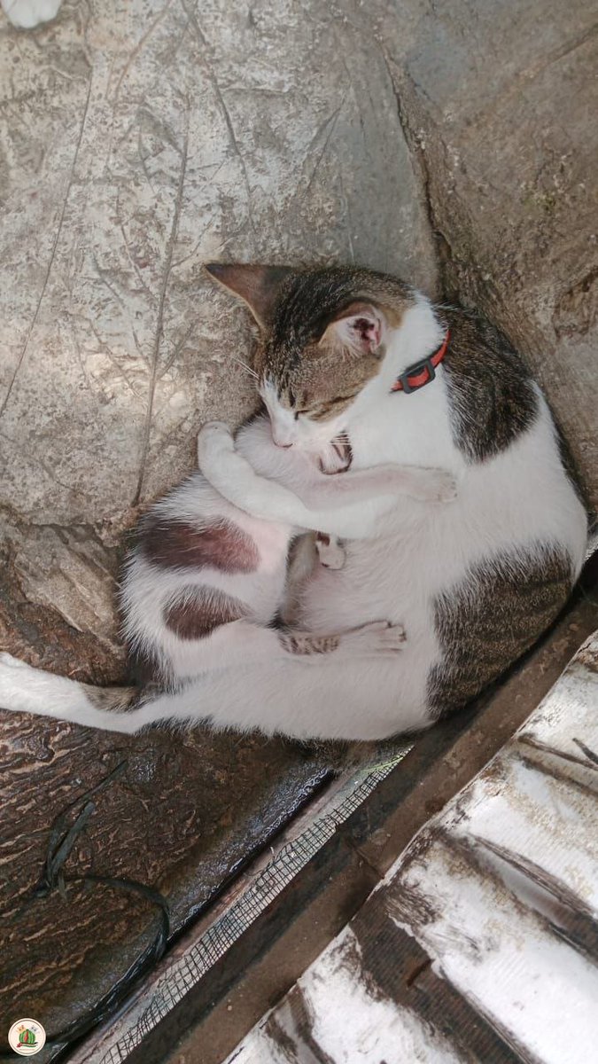 kochengfs's tweet photo. Ini kcg! sender si Miko lagi meluk adeknya sambil tidur. Gemes bgd pengen gangguin😭😭😭 padahal kalo bangun berantem mulu adeknya disiksa https://t.co/QrUh7I7lBu