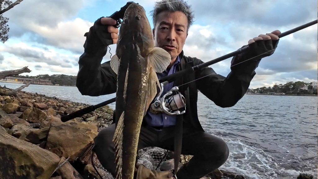 gogogofishing's tweet photo. New #Stradic C3000HG PE1.2号 60cm 弱のマゴチはとても楽しめました〜 メタルジグ40g https://t.co/wX2V3qSc33