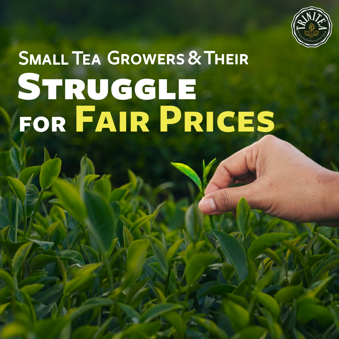 trinitea_india's tweet photo. One of the largest producers of tea in India, small tea growers contribute the most towards the Indian tea industry. However, they are also the ones who usually get very low prices for their produce, compared to industry standard. Let’s talk about why this happens. https://t.co/cHDgKBB5u3
