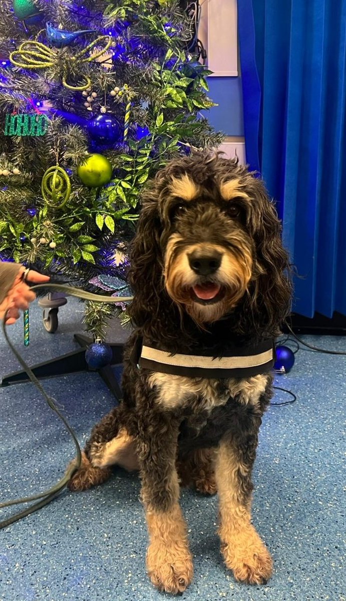 Introducing ... Otis the Therapy Dog 💖🐶💖 We are excited to announce that Otis will be visiting us every 2 weeks to offer patients a friendly smile & some well needed distraction! 🐶 #therapydog #paediatrics #childrensward #paeds #therapy #distraction #therapydogs #nhs #WHH