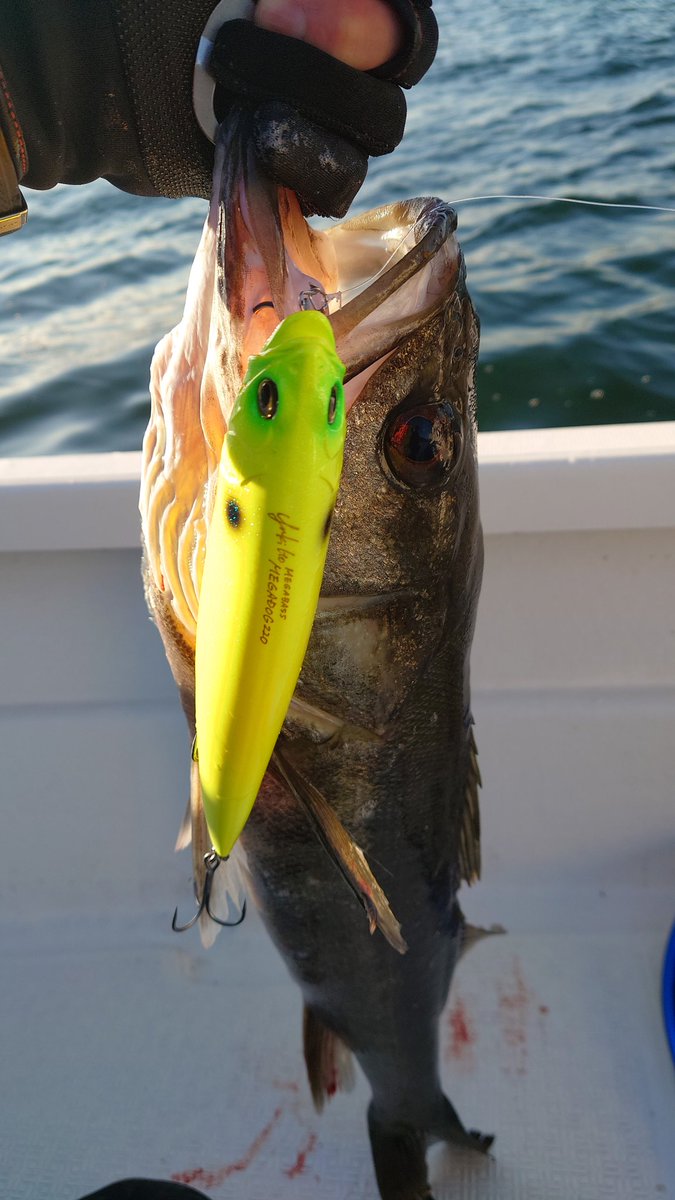 fish_rewrite_2's tweet photo. 人生初の東京湾ボートシーバス遠征釣行は、キャプテン・同船者の方々のお陰で大満足の釣行となりました！
本当にありがとうございました

次はランカー確保を目標に、必ずまたチャレンジしに行きます

＃SexyFish https://t.co/8SHbNDxHwX