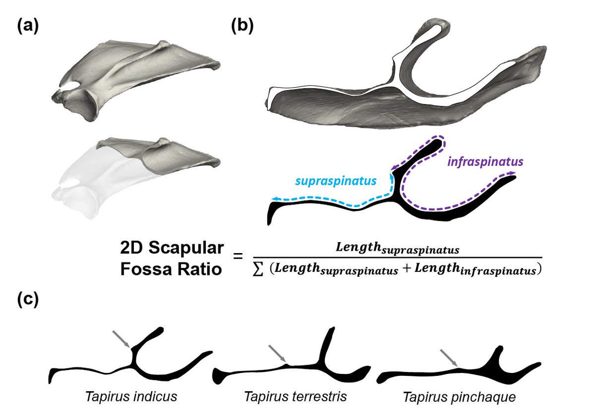 Tapirs are odd, but did you know how weird their shoulders are?! 😱
My latest article describes unique features in both living &amp; extinct #tapir shoulder bones using a combination of #dissection &amp; #3Dscanning
Blog post coming...
Read on! 
anatomypubs.onlinelibrary.wiley.com/doi/full/10.10… 
[PDF on request]