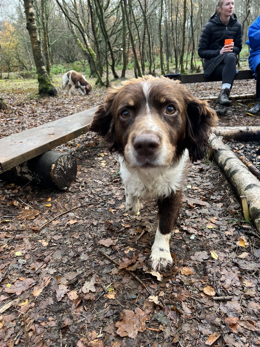 IWBSFalkirk's tweet image. Great visit to Well Wild Forest School where our pupils start sessions tomorrow. So jealous that I’m not going with them! 😬 Looking forward to hearing about their experiences. #IWBSFalkirk #WatchUsGrow