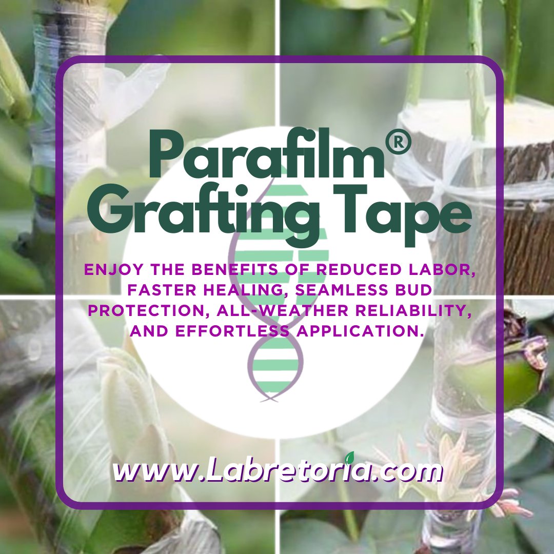 Available at labretoria.com Parafilm® is a laboratory must!
Convenient,  flexible, self-sealing and amazingly versatile with a multitude of  uses.

#labretoria #plantscience #parafilm #graftingtape #parafilmm #planttissueculture #agrodiagnostics #testing #agricultureSA