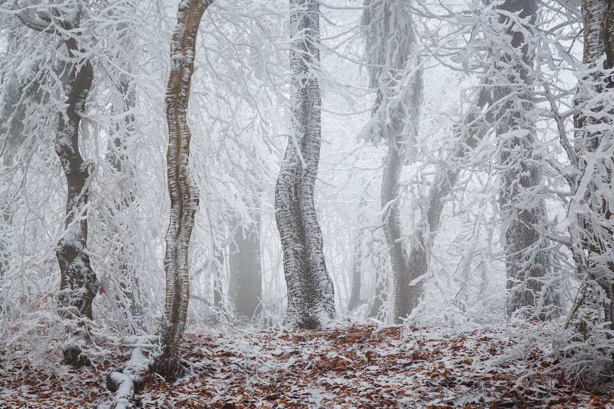 martas_'s tweet photo. Frozen Forest ❄️ https://t.co/7rdENfwBlq