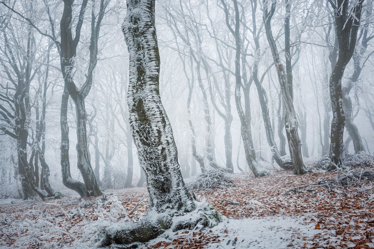 martas_'s tweet photo. Frozen Forest ❄️ https://t.co/7rdENfwBlq