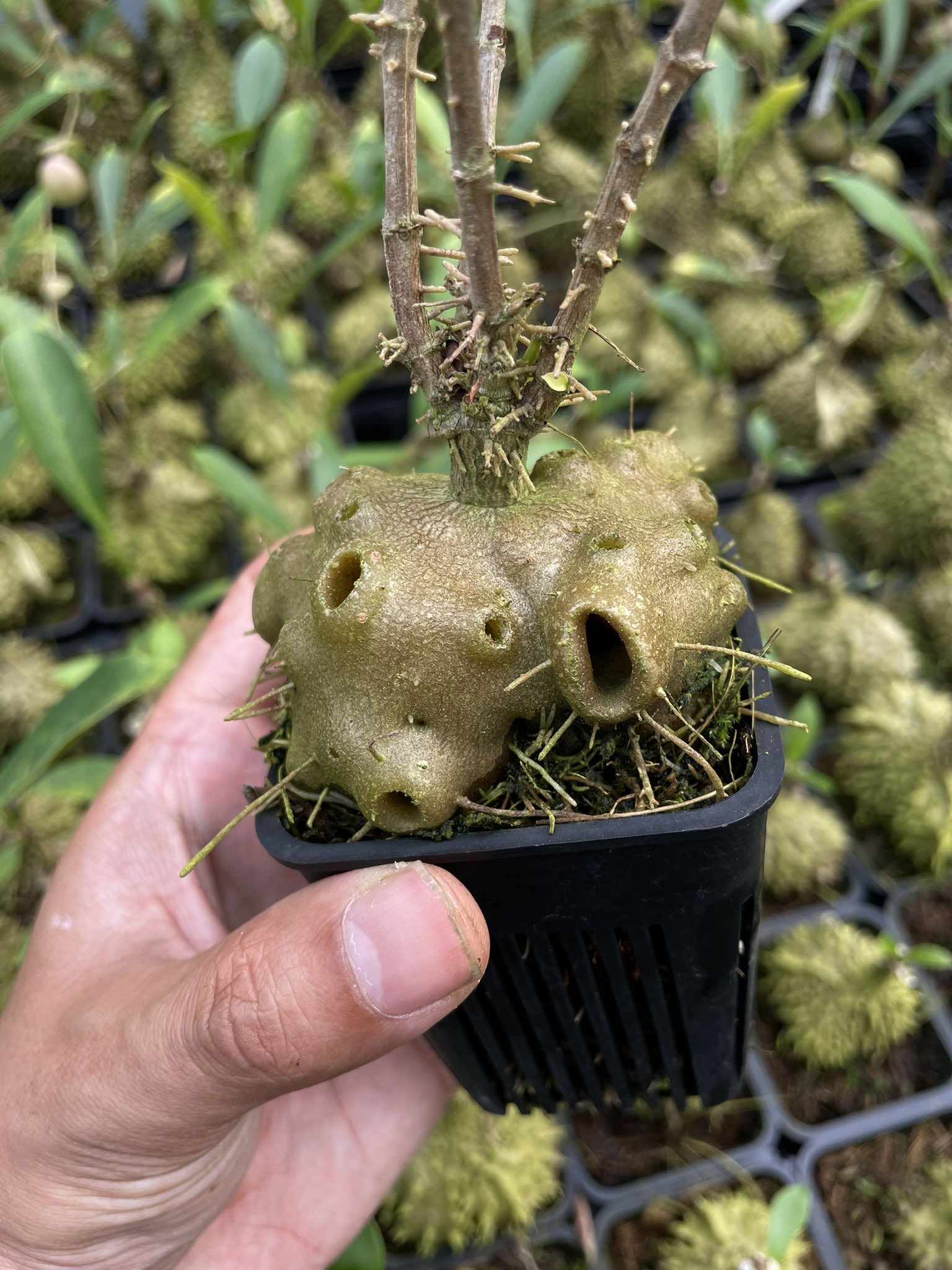 itome@伊藤蟻植物農園 on X: 