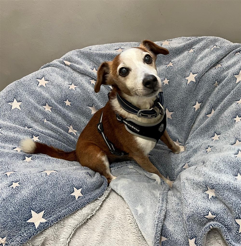 Please retweet to help Toby find a home #LANCASHIRE #UK Sweet Jack Russell Terrier aged 10. Sadly his owner has gone into a care home and there was no one to take him. He's looking for a quiet, adult home as the only pet. He walks well on the lead. Please share🌟 DETAILS or…