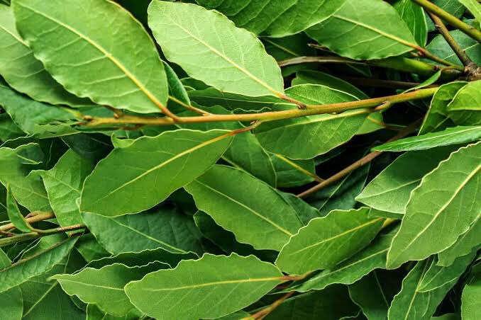 demi_farm's tweet photo. Bay leaves uses in the farm

🍃 Bay leaves repell flies
🍃Bay leaves repell moths
🍃Bay leaves repell mice
🍃Bay leaves repell termites
🍃Bay leaves repell earwigs 
🍃Bay leaves repell roaches. 

It doesn't even matter if you don't have fresh bay leaf plants, you can use dried bay leaves to get the same results.

Put dried Bay leaves in your cereals and Within 24hrs you won't see those insects again.

You can also crush them and scatter in your cupboards, or boil them to make a tea that is easily sprayed around.

Retweet to share with friends.