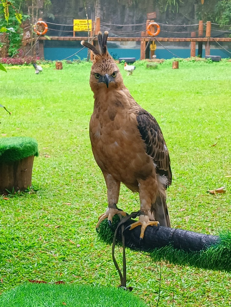 Cessa_sama's tweet photo. Whatchu lookin at??!! https://t.co/9mWXYGA2zp