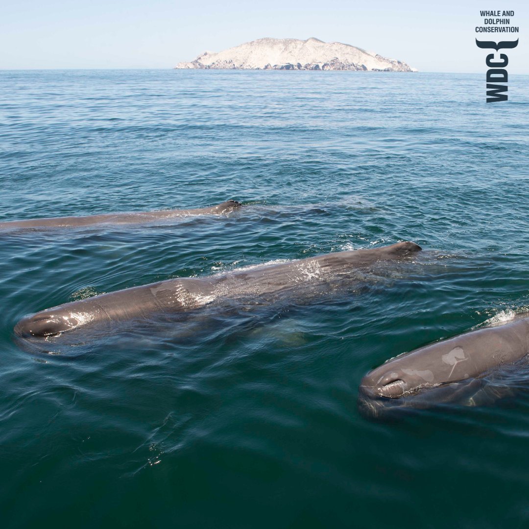Great News! The Caribbean island of Dominica is creating the world’s first marine protected area specifically designated for sperm whales!  

This will include nearly 300 square miles of seas that are crucial feeding and nursing grounds for these incredible creatures.  

This is