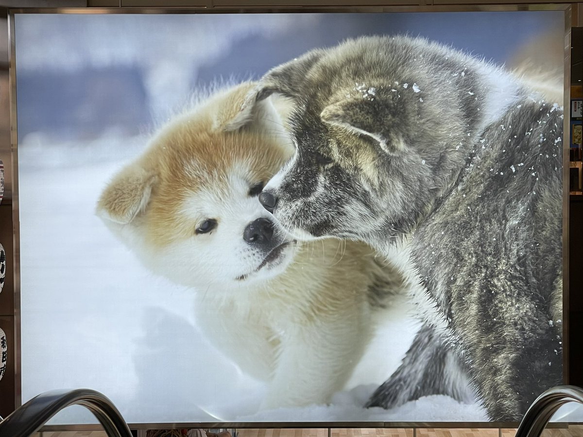 3CTk19hL1JV8l0X's tweet photo. 秋田空港エスカレーター登って振り向いたら何と可愛い😍秋田犬っこたちの写真、思わず写真とってしまっただよ😅💦
めんけ〜😍😍😍💕 https://t.co/0EDypoA6gR
