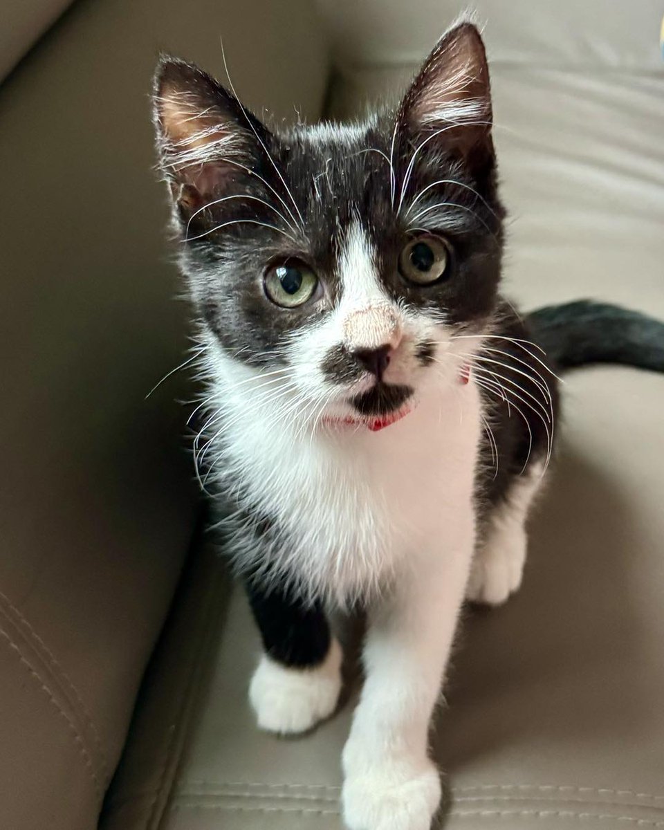 Yorkscatrescue's tweet photo. Spud would like to know if anyone would be interested in 'Virtually' adopting one of our long term foster cats? You will receive regular updates and a welcome pack. By doing this it will help us with costs of medication, food, toys &amp; vet care. 🙏 😽

https://t.co/CUmSL1UXLD https://t.co/d6HbE31K7K