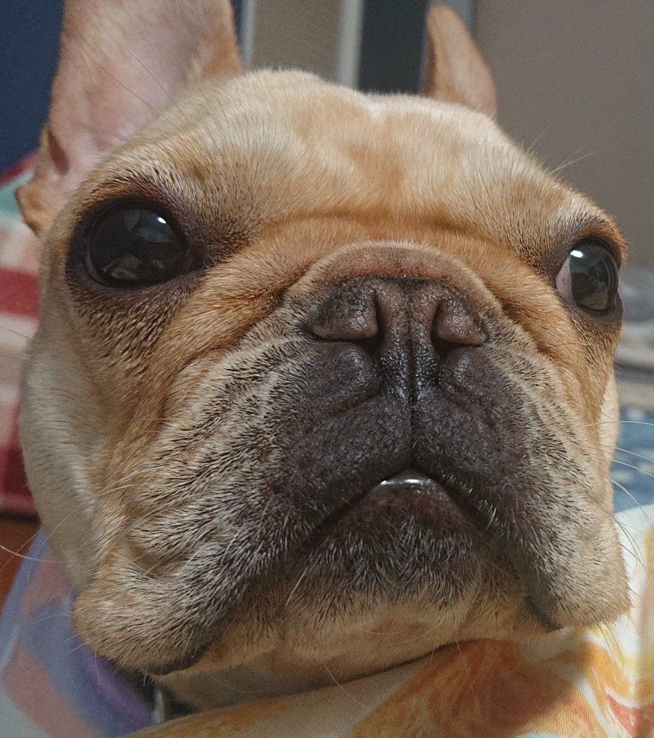 にゃも tweet media