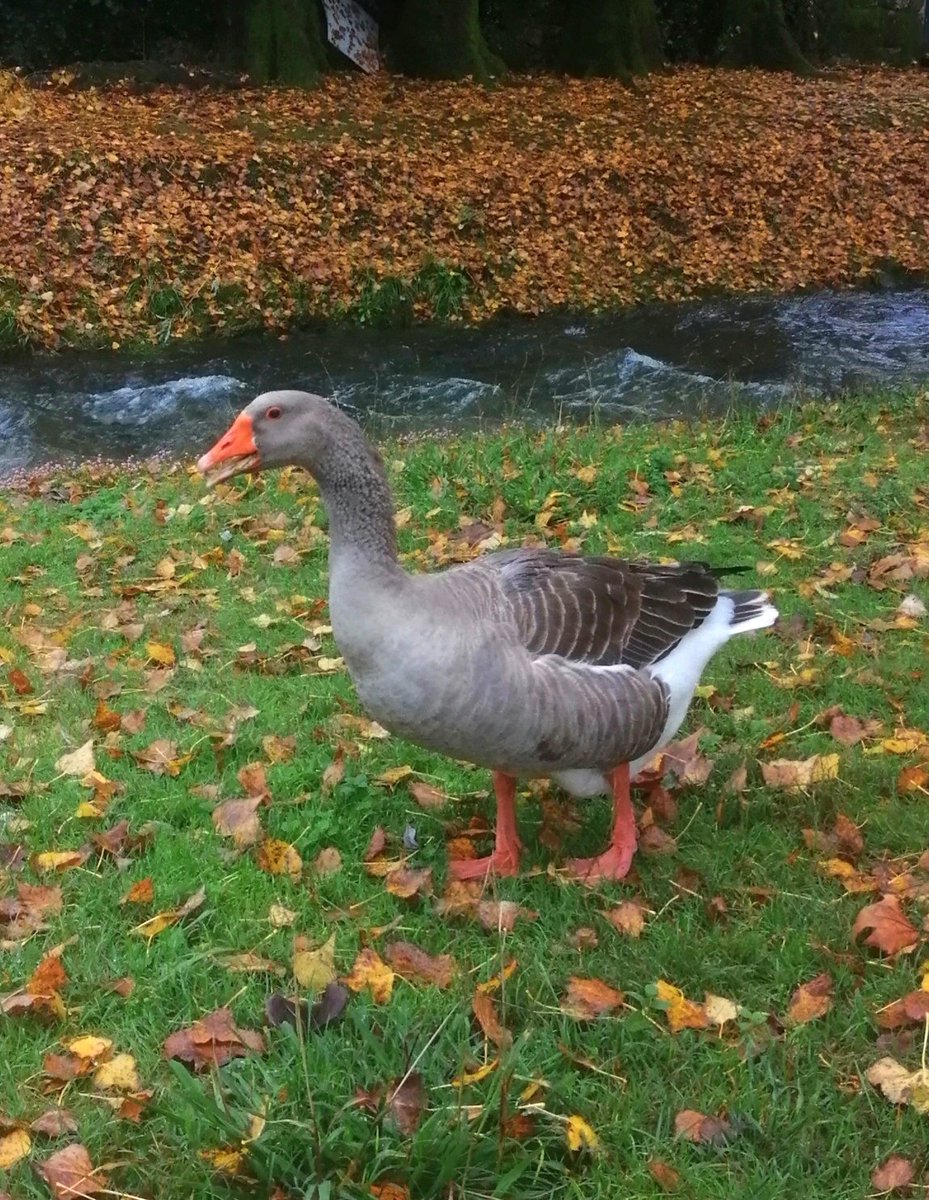 theurapeutic's tweet photo. @RCederfjard Portuguese Grumpy Goose! 😂 https://t.co/FYmliEh21l
