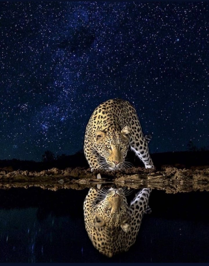 Wild Captured (@wildcapturd) on Twitter photo 