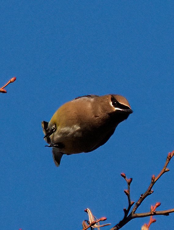Above96th's tweet photo. 🚀🚀🚀I've long wanted to capture a bird when it's shaped like a missile and today I came pretty close with this Cedar Waxwing as it accelerated toward a Central Park crabapple tree! 🥰🥰🥰 #CentralPark #Waxwings #birdcpp https://t.co/78h7SXSFgc