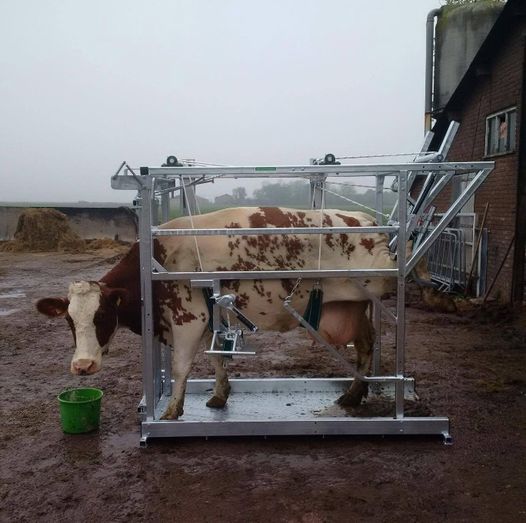 🐄 Lameness is a top dairy farm welfare concern. Prevention is key! A quality hoof-trimming crush is your long-term solution. 

Visit our website here: ekohoofcare.com or Contact us at info@ekohoofcare.com/00353863627146🌟

#LamenessPrevention #FarmWelfare #EkoHoofcare