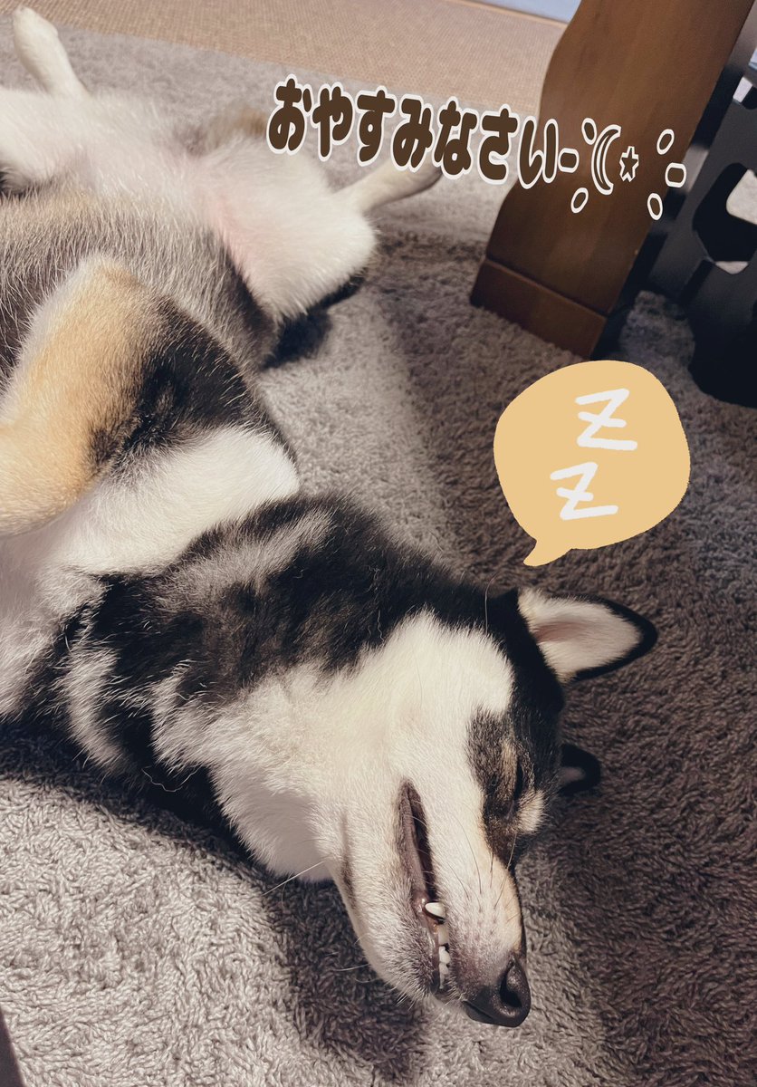 kurochai218736's tweet image. こんばんわ𖤐 ̖́-

今日は､仕事が忙しく
ゆっくり𝕏が
みれなかった(´°‐°｀)

少しお疲れ気味なので
大好きなプリン食べて
ゆずちゃんと
いっぱい遊んで
元気をチャージ(  ¯﹀¯  )

明日も頑張ろ(๑و•̀Δ•́)و
おやすみなさい✩.*˚

 #ファミマルsweets
 #窯出しとろけるプリン
 #柴犬のいる幸せ