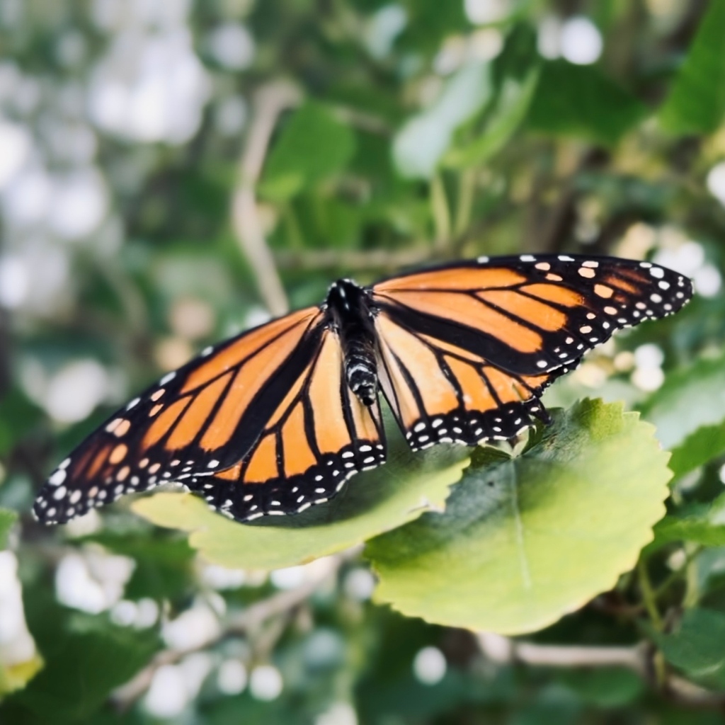 In another life - or if the butterfly flapped it’s wings just right. 

#fentanylfight #chaostheory #butterfly