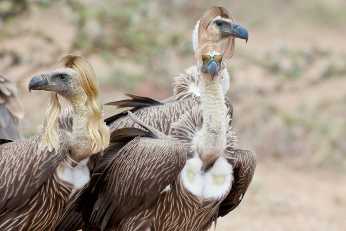 ¿Nos acaba de llamar buitres?
