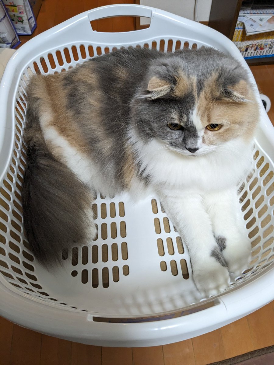 MoKo_1_16's tweet photo. こちらが用意したカゴにまんまと入ってやがる もこ

#ねこ #猫 #もこ #スコティッシュフォールド #猫のいる幸せ #猫のいる生活 https://t.co/XTQ2YjncD0