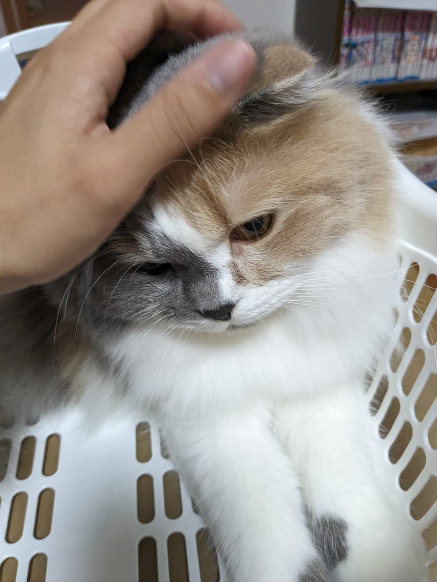 MoKo_1_16's tweet photo. こちらが用意したカゴにまんまと入ってやがる もこ

#ねこ #猫 #もこ #スコティッシュフォールド #猫のいる幸せ #猫のいる生活 https://t.co/XTQ2YjncD0