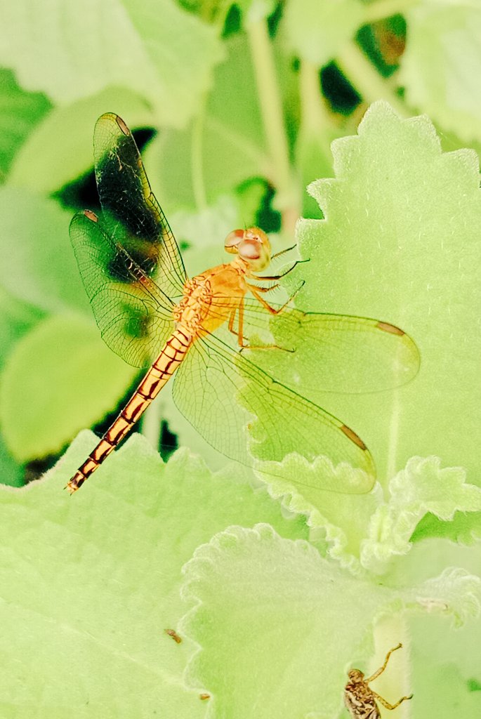AKIMBO_888's tweet photo. #InsectonThursday📸
May you all have a meaningful Thursday everyone! 🙏😇🤗 Stay safe!😇🙏 https://t.co/el2WXcWDA8