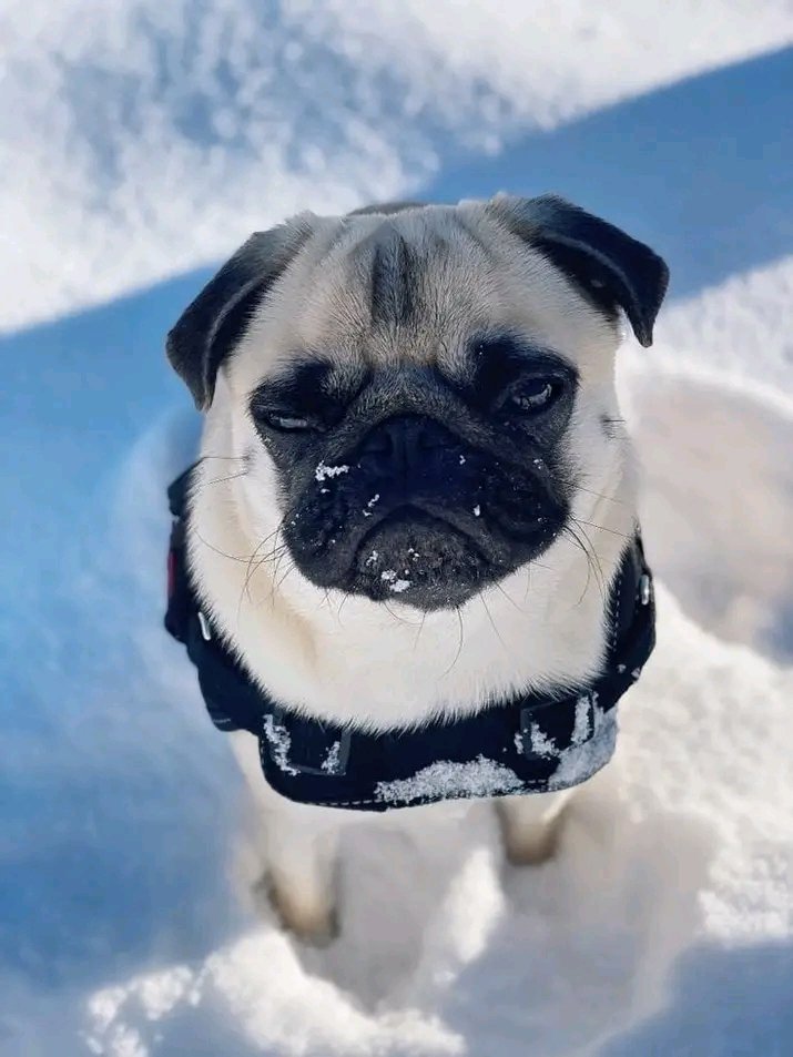 Perfect shoot 😍
#PugLover  #puglife  #puglife  #pugliese  #pug  #pugliese  #pugtwitter  #cutepug #vairallpug