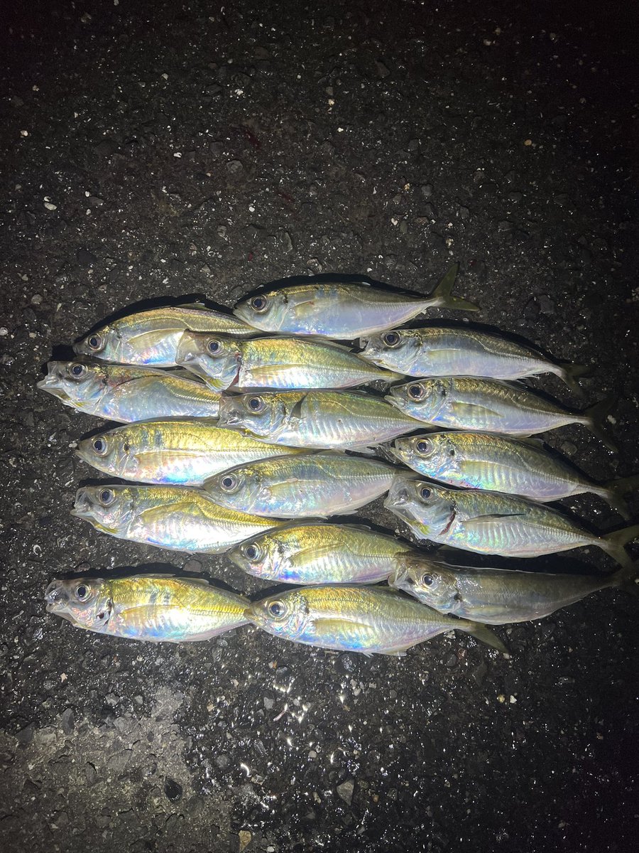 ajingu2020's tweet photo. 1時間ちょっとだけ高松アジ調査！
前より活性上がってサイズも20cm超えが混じり出した😎 https://t.co/N47hKGT0xM