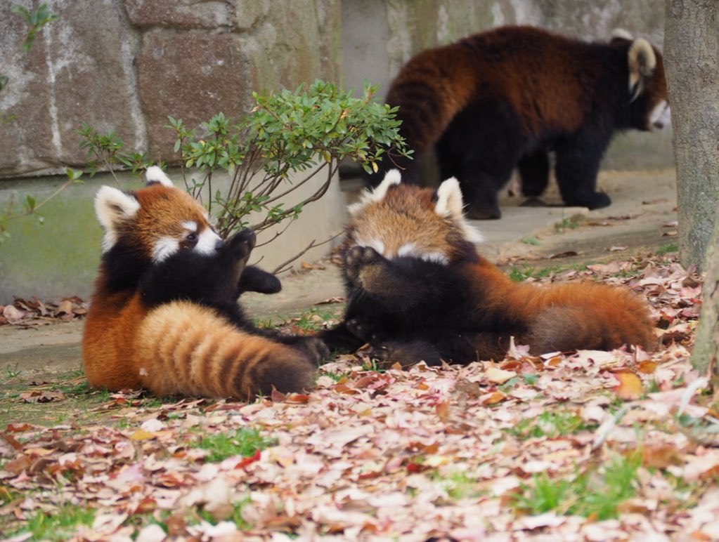 Hourly Wah (Red Panda) tweet media
