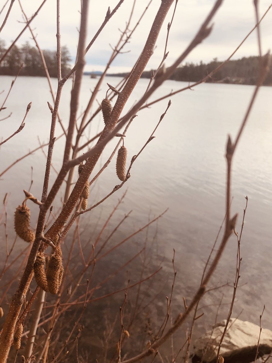 AnnMariSheerio's tweet image. #AutumnVariations🍂