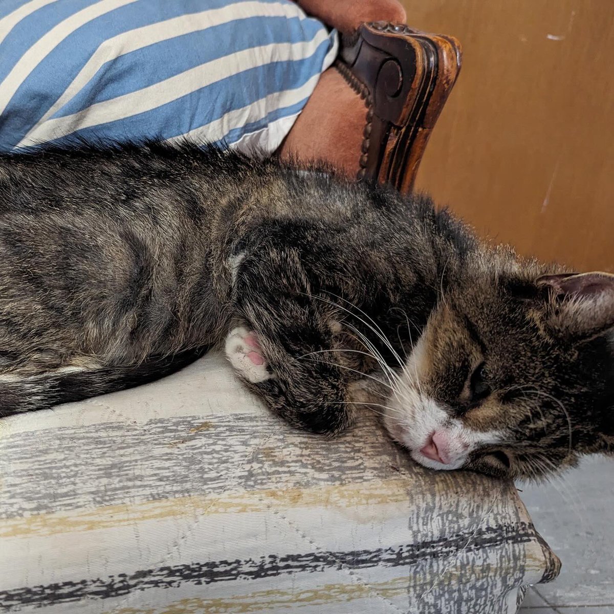 We’re ‼️urgently‼️ looking for either a foster or permanent home for Johnny (aged 18-20 years old). Johnny is looking for a warm and safe place (indoor is fine), love and food. Ideally it would be in a home with no other pets. Please email us at admin@felinefriendslondon.uk 🙏