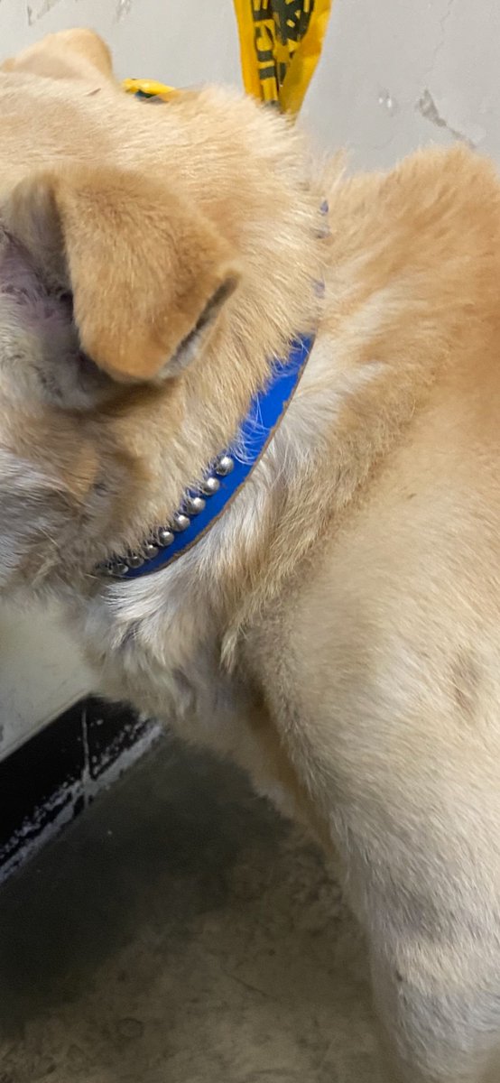 sss9os's tweet photo. 🆘迷子犬🆘
拡散お願いします！！

[場所]愛知県みよし市
三好中学校付近

[日時]2023年11月16日　17時ごろ

[特徴]青い首輪、左耳が垂れています、中型犬くらいの大きさです

探している方いましたら豊田警察署へ連絡お願いします！

#迷子犬　#迷い犬　#愛知県　#みよし市　#東郷町　#日進市 https://t.co/amS6YbG8FW