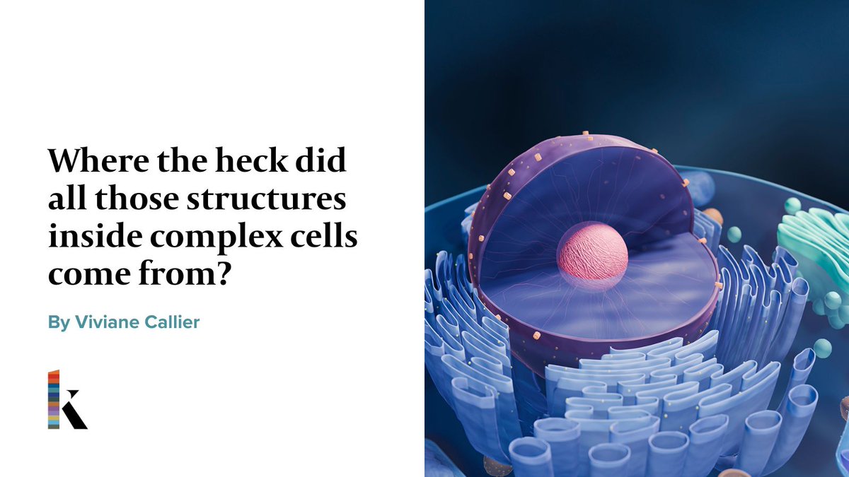 Scientists agree that eons ago, a bacterium took up residence inside another cell and became its powerhouse, the mitochondrion. But there are competing theories about the birth of other organelles. ➡️ arevie.ws/Golgi_KM via @KnowableMag