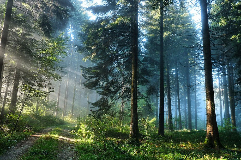 BelarusMFA's tweet image. #Belarus invited @UNESCO to the Belovezhskaya Pushcha to assess the negative impact of the Polish border wall.

Earlier UNESCO World Heritage Committee expressed deep concern about the construction by #Poland of a border barrier

 #nobarriers #savebiodiversity #WildlifeProtection