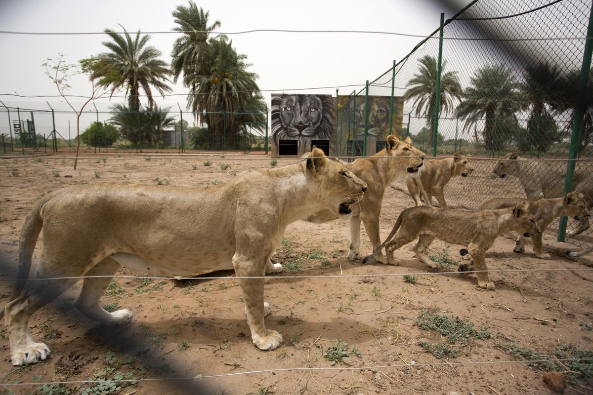 #SaveSudanAnimals 🇸🇩🦁: Their time is running out! ⏳ Amidst the turmoil in Khartoum and heavy artillery echoes, millions fled Sudan's war in the past weeks and months. But over 30 animals - lions, hyenas, wild cats - remain stranded at Sudan Animal Rescue Center...
