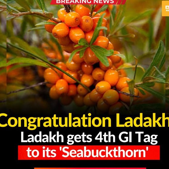 tanzinstanzin1's tweet photo. Congratulation Ladakh for the 4th GI Tag!  

'Ladakh Seabuckthorn', a product of wonder with immense health and medicinal benefits and potential has received the prestigious Geographical Indication (GI) Tag

#ladakh https://t.co/wLMqvhjFhU