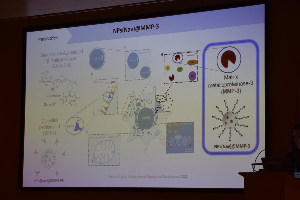 CIPFciencia's tweet photo. Great #CIPFSeminars today.
➡️Jaime Navarro Pérez presenting his work on obesity and metabolic and cardiovascular complications. 
➡️Blanca Escriche Navarro talk has been about New therapeutic strategies targeting senescent cells
#MoreResearch #BetterHealth https://t.co/B27yi7oqWy