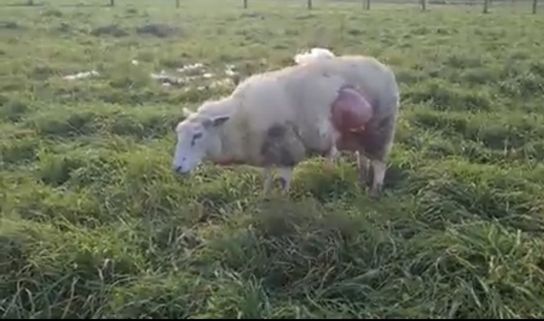 André Flach tweet media