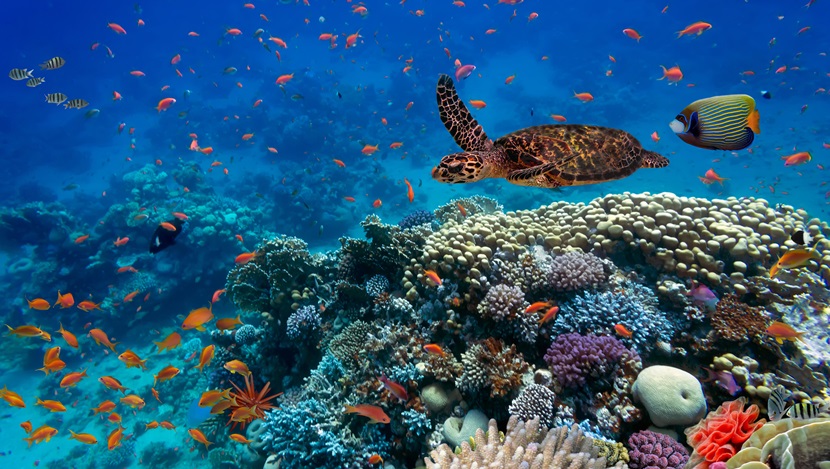 AmazulDefesa's tweet photo. Hoje, 16 de novembro, é  o Dia Nacional da Amaz��nia Azul, imensa  área marítima que inclui o mar territorial e a Zona Econômica  Exclusiva, com cerca de 5,7 milhões de km2 , que tem grande importância  estratégica para o País e inspirou a denominação da AMAZUL. https://t.co/FLdW9UUIUM