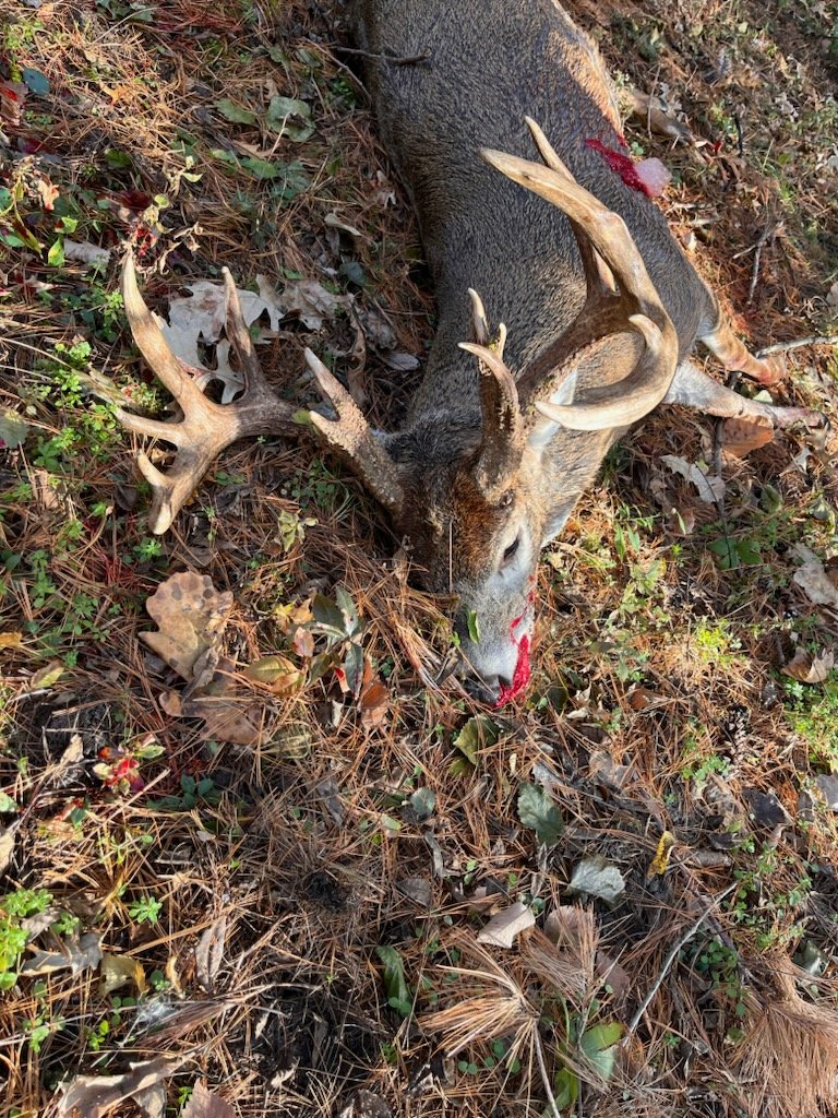 Buddy back home and my taxidermist sent me this pic of a buck he recently shot. He wants me to come up and measure it. I told him it might break 100.