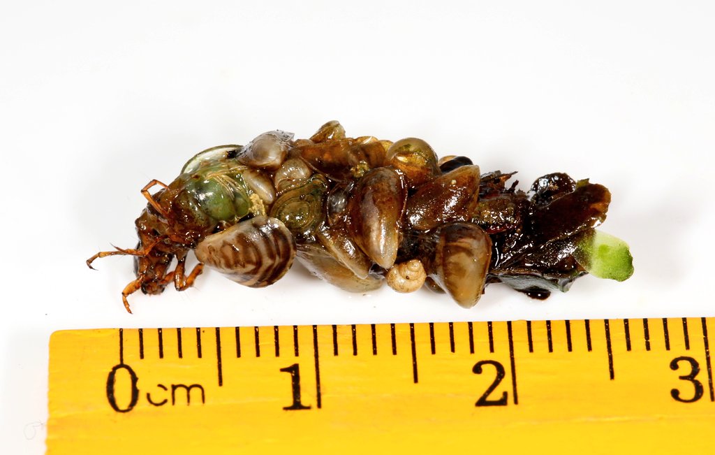 Sure sign the invasive Quagga mussel is impacting the aquatic ecosystem. Here the larvae of case bearing caddis flies include Quagga shells in the case built to protect them from predators.