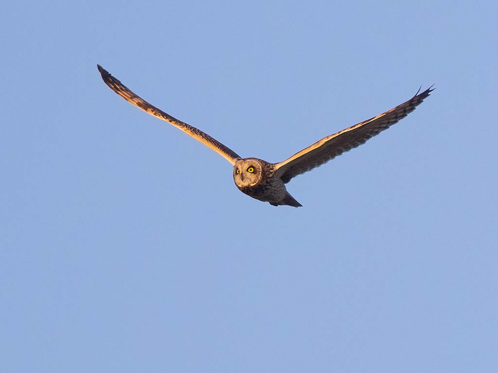 Short Eared Owl showing off his wingspan (approx 1m)