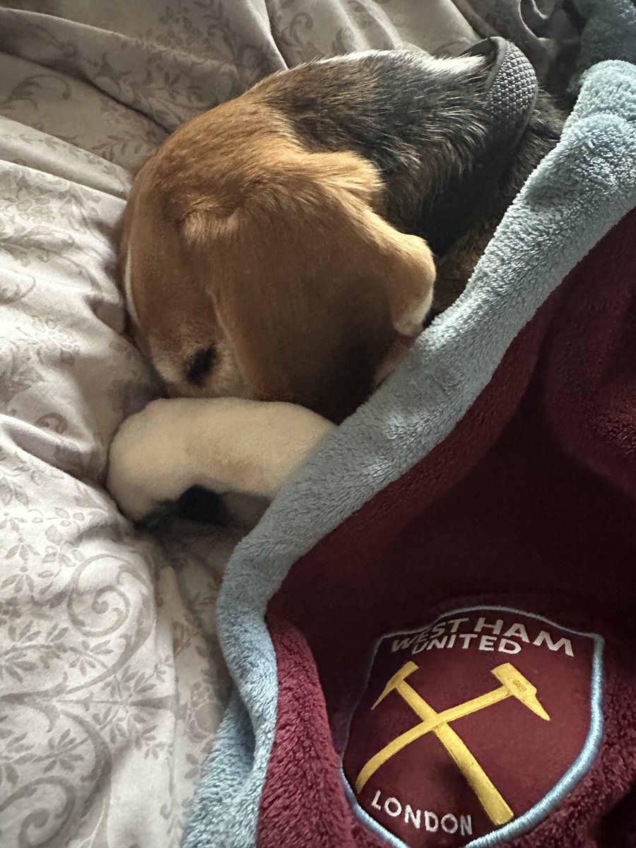 cazzatalkmartin's tweet photo. Nothing says ‘It’s bin day’ more than this. Bella hates bin day. I think she believes they’re going to take her away. She will hide there until the last truck has gone. I have tried showing her the bin man at work but she’s having none of it! #thursdayproblems https://t.co/QatSJ0x7Fi